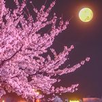 夜桜 ライトアップ 撮影
