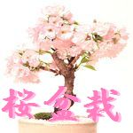 桜盆栽 害虫