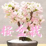 桜盆栽 おすすめ